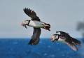 Chris Brooks - Puffins in Flight